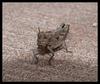 grasshoppers
