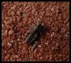 grasshoppers