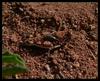 grasshoppers