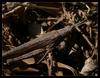 grasshoppers