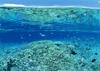 Okinawa - fishes