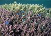 Okinawa - fishes