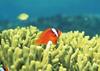 Okinawa - clownfish