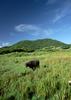 Okinawa - water buffalo