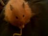 Teddy Bear Hamster