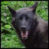 Black wolf