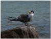 juvenile crested tern