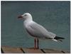 silver gull 1