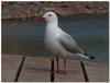 silver gull 2