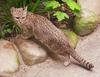 Cat zoo Geffroey cat