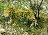 Cat zoo iraq asiatic cheetah(acinonyx jubatus venaticus irea)