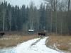 3moose
