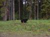 3moose