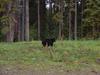 young American black bear