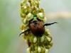 Anomala chamaeleon (Chameleon Beetle)