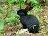 Small and cute black rabbit