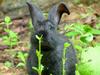 Small and cute black rabbit