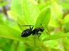 Big Ant
