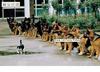 Brave Cat
