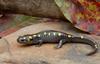 Spotted Salamander