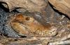 Critters - Cuvier's Dwarf Caiman (Paleosuchus palpebrosus)