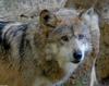 Critters - Mexican Wolf (Canis lupus baileyi)200