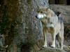 Critters - Mexican Wolf (Canis lupus baileyi)201