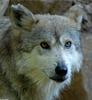 Critters - Mexican Wolf (Canis lupus baileyi)202