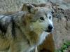 Critters - Mexican Wolf (Canis lupus baileyi)203