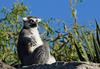 Critters - Ring Tailed Lemur (Lemur catta)