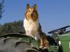 Farm-Hand Collie