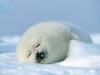 Harp Seal Magdalen Islands Canada