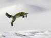 Leaping Red Fox