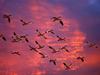 Migrating Snow Geese Skagit Flats Washington