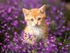 Orange Tabby