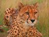 Pepo the Cheetah Wildlife Heritage Foundation Kent United Kingdom