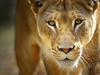 Portrait of a Predator
