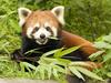 Red Panda Eating Bamboo Wolong Nature Reserve Sichuan Province China