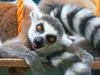 Ring-Tailed Lemurs Tropical Wings World of Wildlife South Woodham Ferrers Essex England