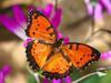 The Gaudy Commodore London Butterfly House England