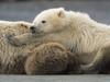 Two-Year-Old Male and Mother Grizzly Resting Katmai National Park Alaska