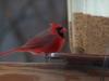 cardinal