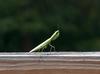 my visitor up on the deck