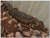 sleepy shingleback lizard 1