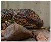 sleepy shingleback lizard 2