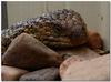 sleepy shingleback lizard 3