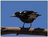 Young Australian magpie 2/4