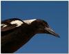 Young Australian magpie 4/4