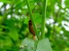 Mating Stinkbugs