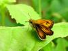 Ochlodes ochracea (Ochracea Skipper)